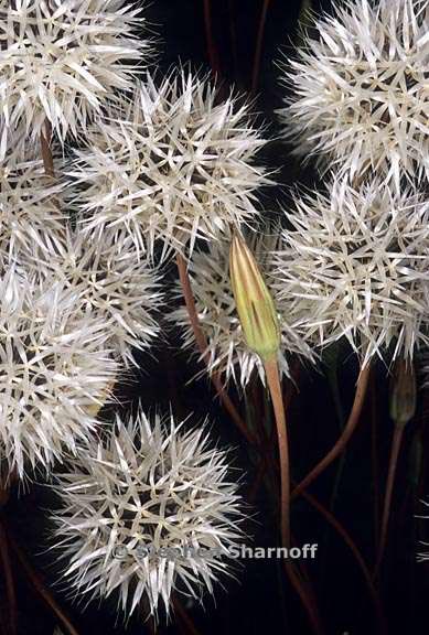 uropappus lindleyi seeds graphic